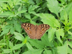 Junonia lemonias