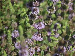 Mentha pulegium