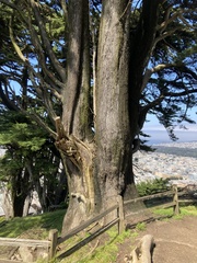 Cupressus macrocarpa