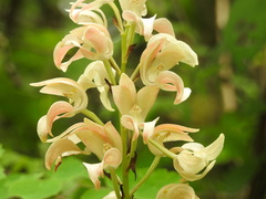 Govenia liliacea