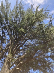 Cupressus macrocarpa