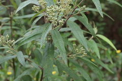Olearia lirata