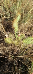 Opuntia cymochila