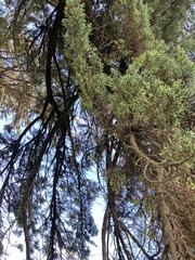 Cupressus macrocarpa