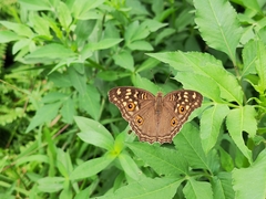 Junonia lemonias