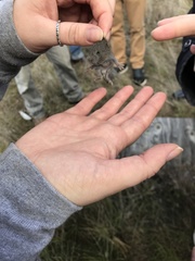 Microtus californicus