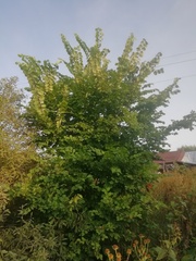 Ulmus laevis