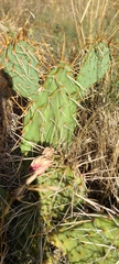 Opuntia cymochila