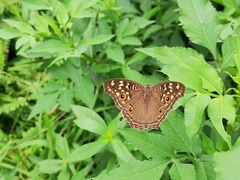 Junonia lemonias