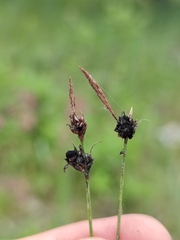 Anthracoidea caryophylleae