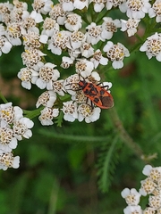 Corizus hyoscyami