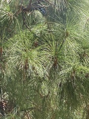 Pinus