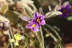 Solanum ellipticum