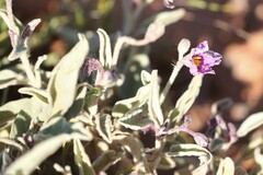 Solanum ellipticum