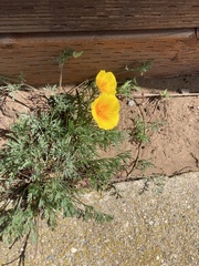 Eschscholzia californica