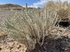 Krascheninnikovia lanata