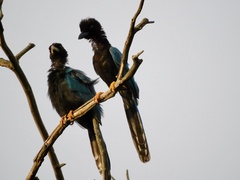 Cyanocorax yucatanicus