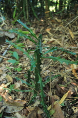 Euphorbia antiquorum