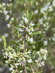 Styphelia mutica