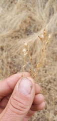 Silene gallica