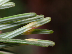 Contarinia pseudotsugae