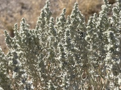 Krascheninnikovia lanata