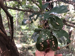 Cyclophyllum coprosmoides
