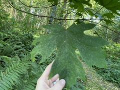 Acer macrophyllum