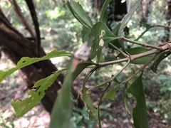 Cyclophyllum coprosmoides