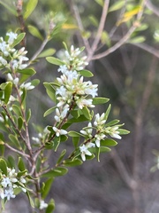 Styphelia mutica
