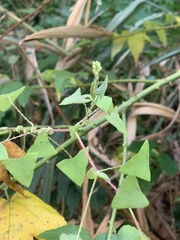 Persicaria perfoliata