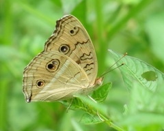 Junonia almana