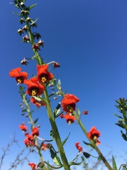 Alonsoa meridionalis