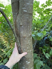Acer macrophyllum