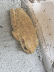 Osteopilus septentrionalis