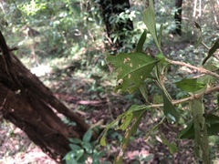Cyclophyllum coprosmoides