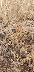 Silene gallica