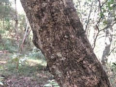 Cyclophyllum coprosmoides