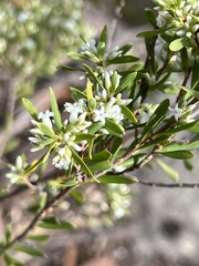 Styphelia mutica