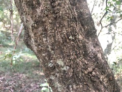 Cyclophyllum coprosmoides