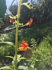 Alonsoa meridionalis