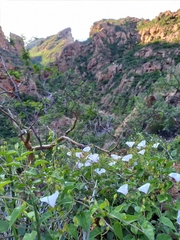 Jacquemontia pringlei