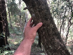 Cyclophyllum coprosmoides