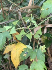 Persicaria perfoliata