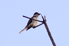 Pericrocotus divaricatus