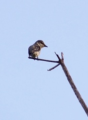 Pericrocotus divaricatus