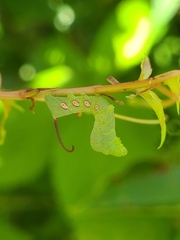 Eumorpha pandorus