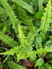 Nephrolepis cordifolia