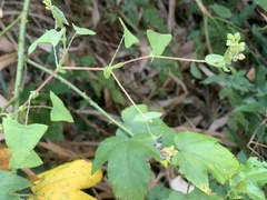 Persicaria perfoliata