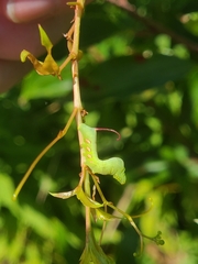Eumorpha pandorus